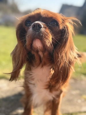 Schweren Herzens: sanfte Cavalier King Charles Spaniel-Hündin sucht ihr liebevolles Zuhause 