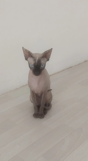 süße Sphynx Katze