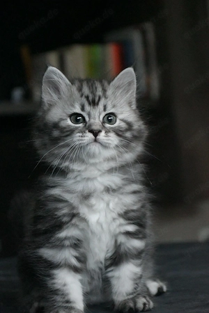 Sibirische Katzenbabys (Weibchen) 