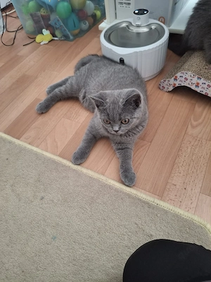 bkh reinrassige kitten Mädchen 