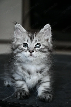 Sibirische Katzenbabys (Kater) 
