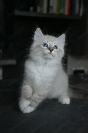 Sibirische Katzenbabys Neva masquerade (Kater) 