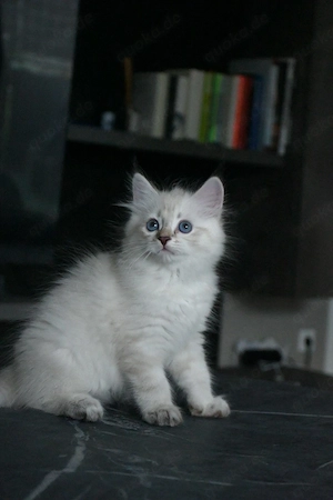 Sibirische Katzenbabys Neva masquerade (Kater)  mit Stammbaum 