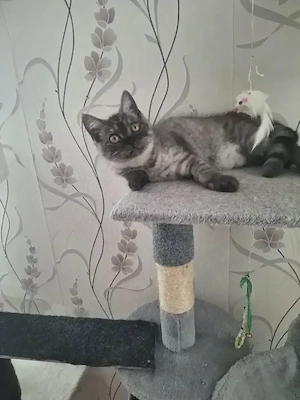 bkh reinrassige kitten Jungen