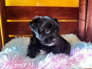 Yorkshire Terrier Welpen 