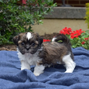 Shih-Tzu-Welpen zur Adoption verfügbar