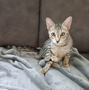 Katze weiblich 5 Monate alt sucht ein zu Hause