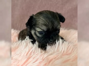 Kleiner Chihuahua-Welpe sucht ein liebevolles Zuhause