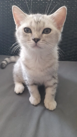 BKH süße KITTEN abzugeben 