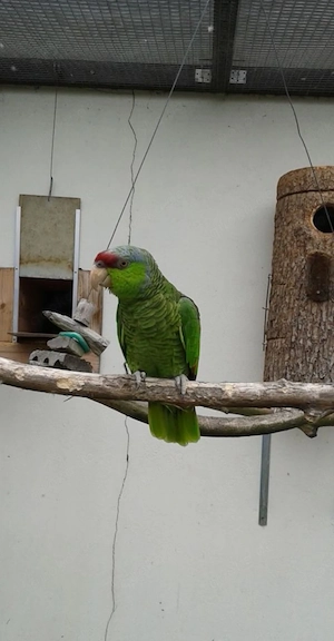 Amazonen Blaukappenamazonen 
