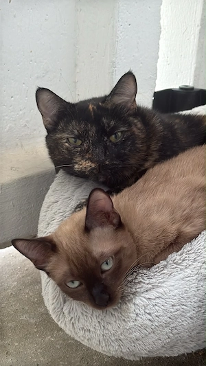 Katzen abzugeben 