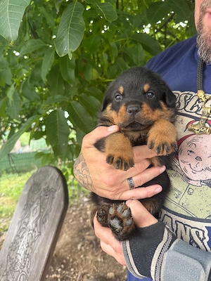 10 Rottweiler Welpen
