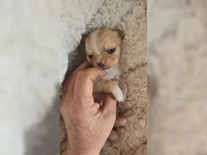 Charmante Chihuahua-Welpen   klein, süß und voller Liebe   