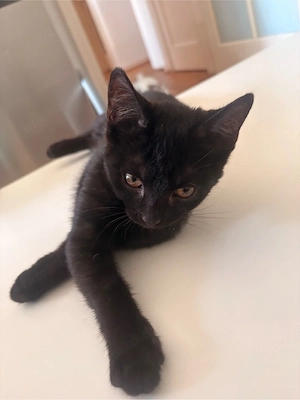 2 Männliche Kater suchen einen zuhause Bild 3