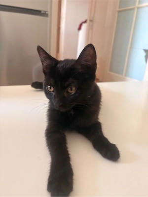 2 Männliche Kater suchen einen zuhause Bild 2