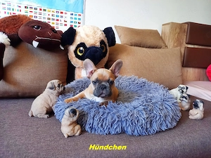 Entzückende, wunderschöne Französische Bulldogge