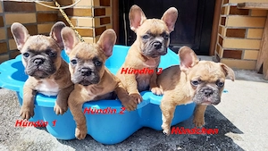 Französische Bulldoggen  Lilac Tan  Welpen