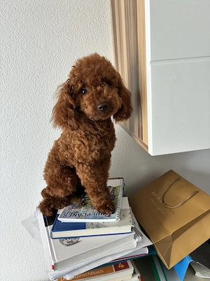 Toypudel zuckersüß 