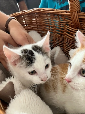Kätzchen, Katze, Kitten, Katzenbabys, weibchen