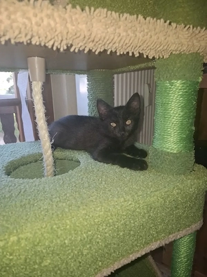 Katzenbabys Maikatzen Katze Kater