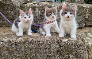 wir möchten ausziehen, 3 maine coon 