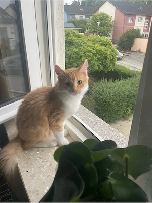 Kitten sofort Abgabebereit