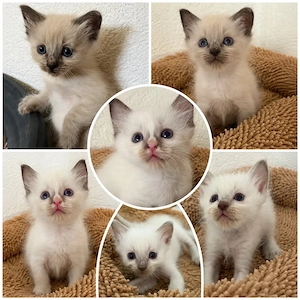 Ragdoll Kitten