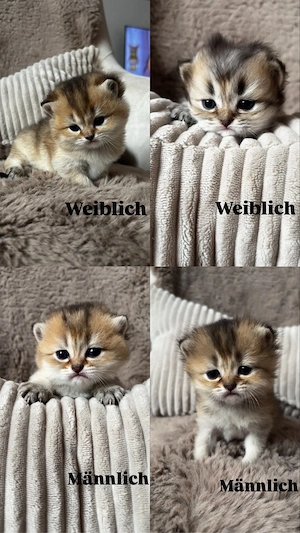 Britisch Kurzhaar  Britisch Langhaar Kitten abzugeben   