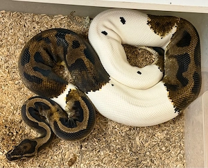 Königspython Piebald DNZ 2017