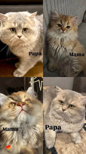    Liebevoller British-Langhaar-Mix Kater sucht ab 12 Wochen sein Zuhause Bild 2