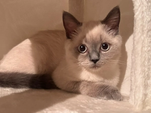 Reinrassiger Kater BKH bis Freitag reserviert