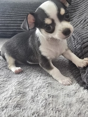 Chihuahua Welpe Mädchen 