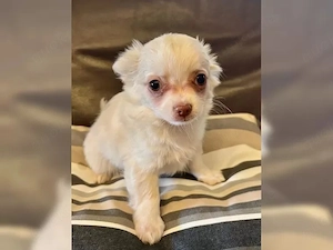 Wunderschöne cremeweiße Chihuahua-Welpen suchen ein liebevolles Zuhause