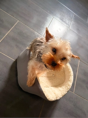  hundYorkshire terrier 