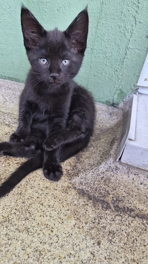 Maincoon Mix 
