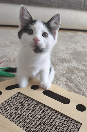 Kitten sucht ein neues Zuhause.