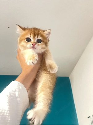  Britisch Kurzhaar Katze in Golden Shaded (ny11) 