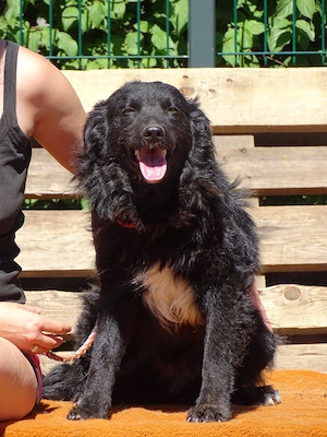 Collie Schäferhund 13Mon Hündin 40cm 12kg BUNDESWEIT ausreisebereit 