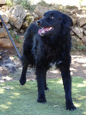 Collie Schäferhund 13Mon Hündin 40cm 12kg BUNDESWEIT ausreisebereit 
