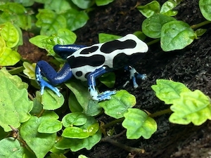 0.0.5 Dendrobates t. oyapock