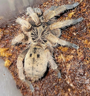 0.1 Idiothele mira (Falltür-Vogelspinne) 
