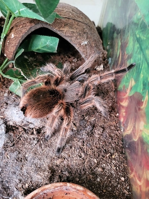 0.1 Grommostola rosea adult (RCF) 
