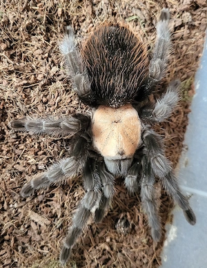 0.1 Grammostola albiceps 7cm
