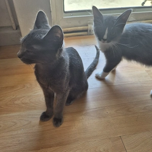 katzen babys 