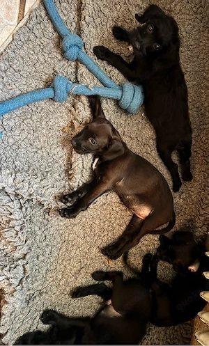 Frenchiepoo Welpen