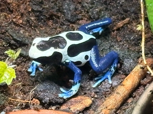 0.0.5 Dendrobates t. oyapock
