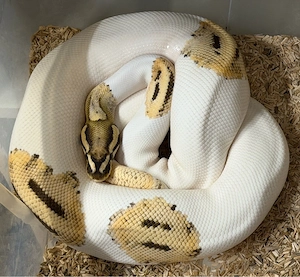 Königspython Fire OD Yellow Belly Pied NZ 2021