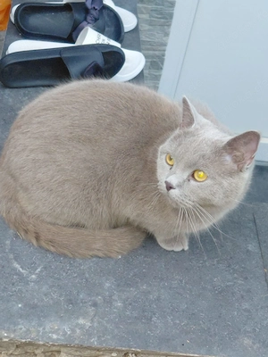 Meine katze pumbaa wird vermisst