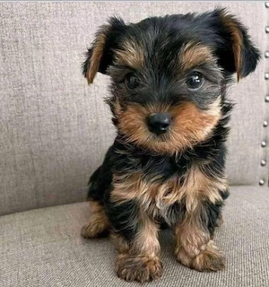 Yorkie-Welpen suchen ein gutes Zuhause