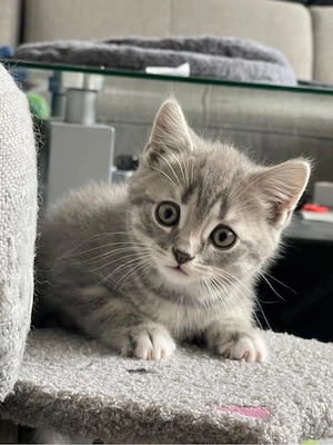 bkh Baby Katzen